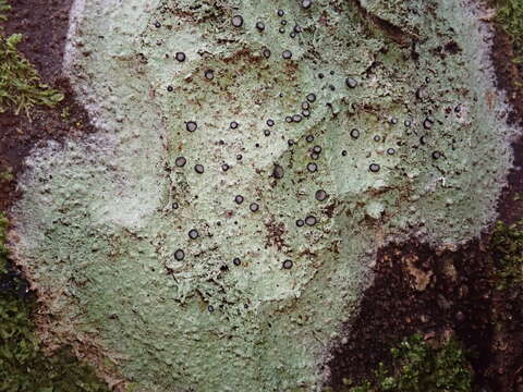 Plancia ëd Megalospora gompholoma (Müll. Arg.) C. W. Dodge