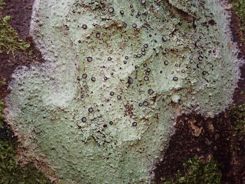 Image of Megalospora gompholoma (Müll. Arg.) C. W. Dodge