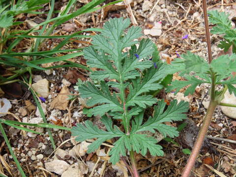 Erodium ciconium (L.) L'Her. resmi