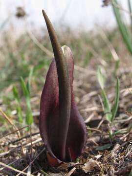 Image of Narrow-leaved Biarum