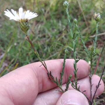 Image of Symphyotrichum moranense (Kunth) G. L. Nesom