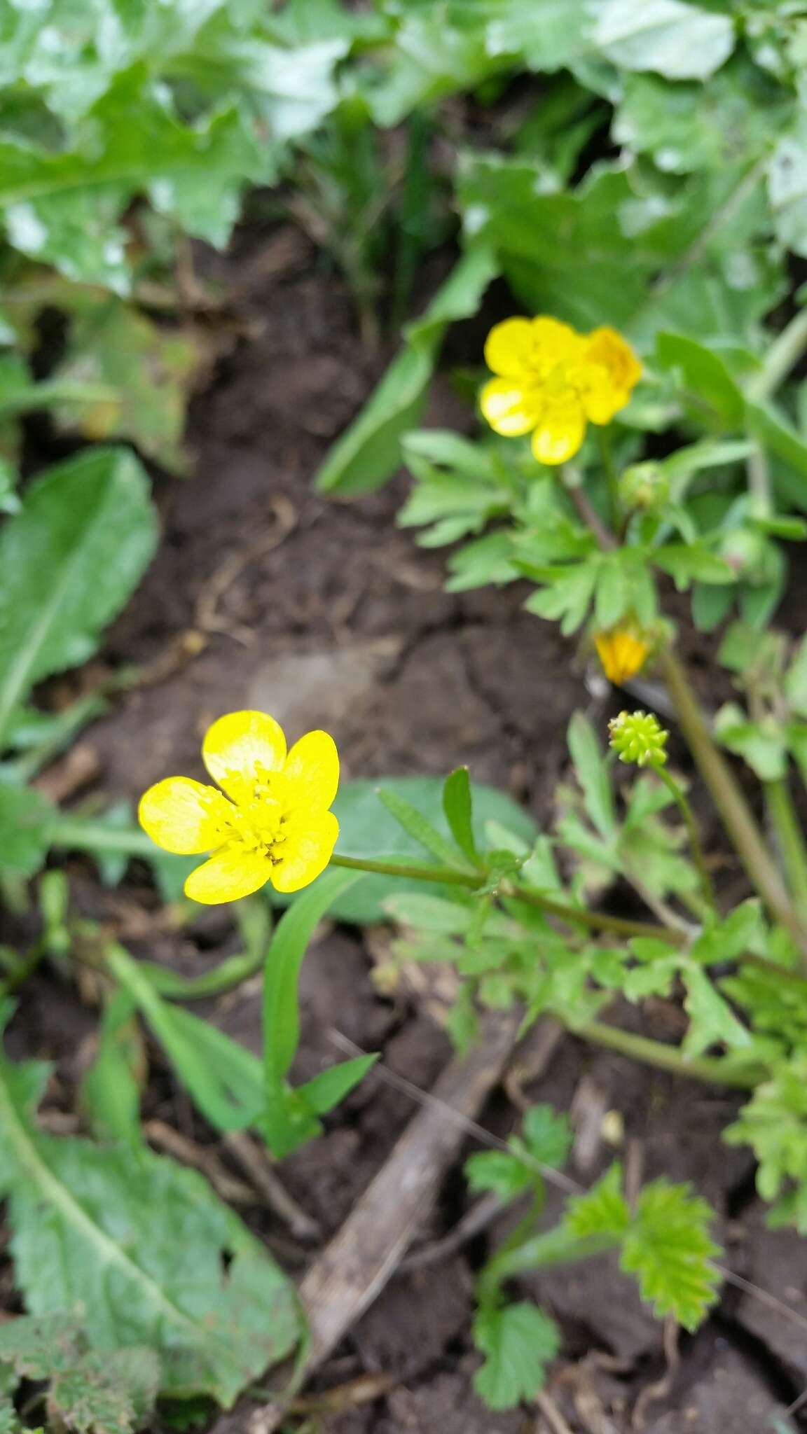 Ranunculus cornutus var. scandicinus (Boiss.) Ziffer-Berger & Leschner的圖片