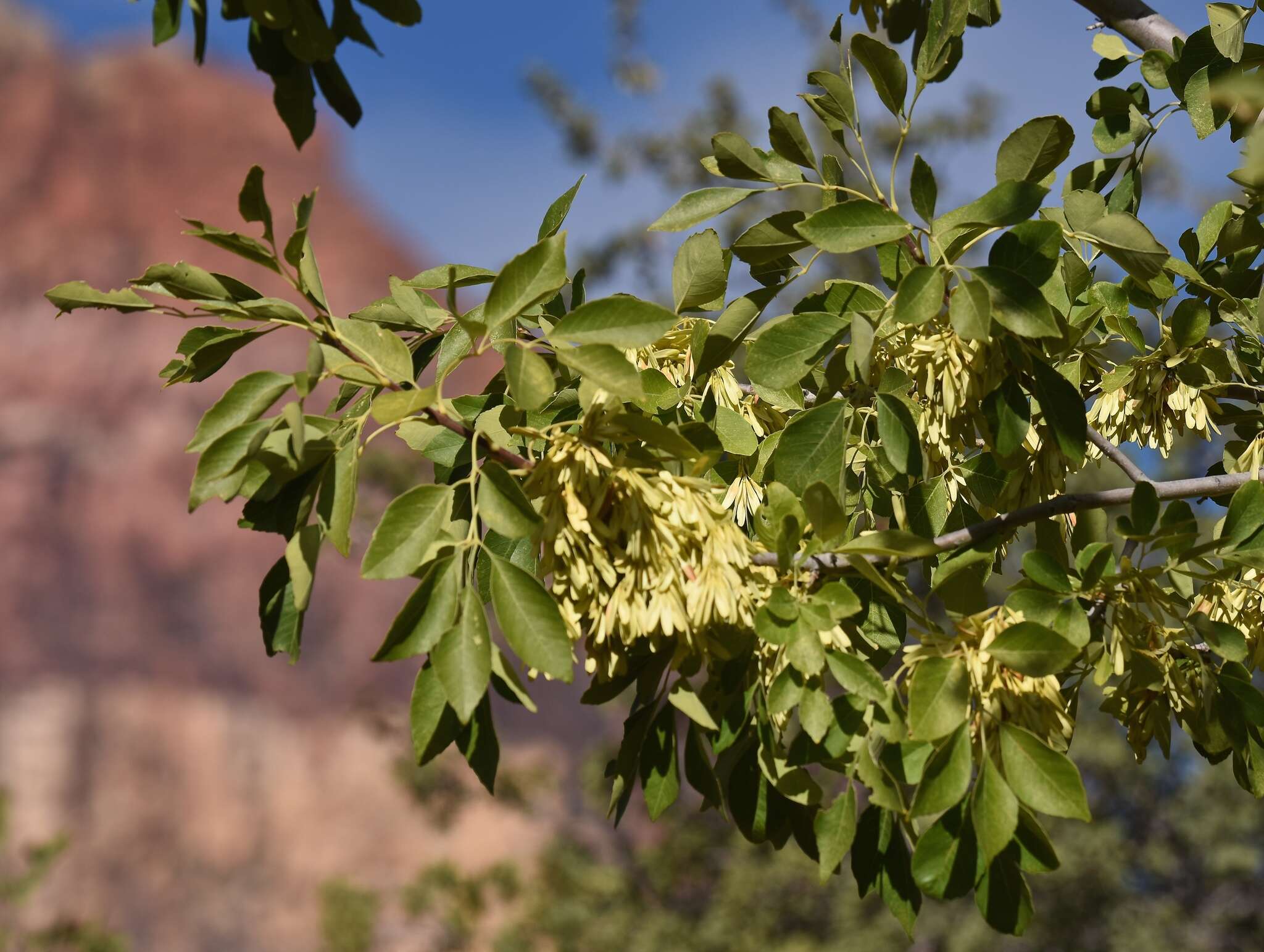 Imagem de Fraxinus velutina Torr.