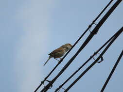 Image of Manchurian Bush Warbler