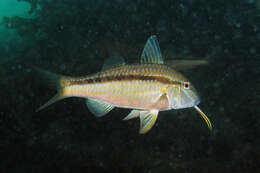 Image of Black-striped goatfish