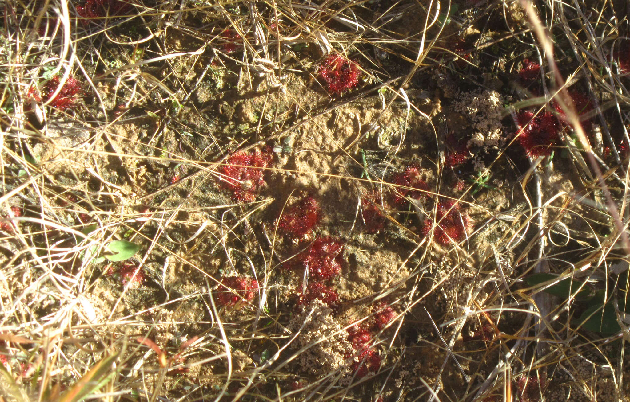 Image of dwarf sundew