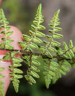 Imagem de Myriopteris scabra (C. Chr.) Grusz & Windham