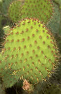 Image of Marble-fruit Prickly-pear Cactus