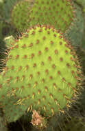 Opuntia strigil Engelm. resmi