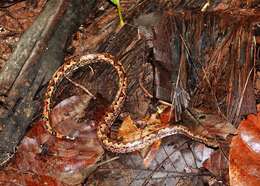 Image of Palau Bevel-nosed Boa