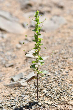 Image de Antirrhinum subcordatum A. Gray