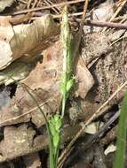 Image of eastern narrowleaf sedge