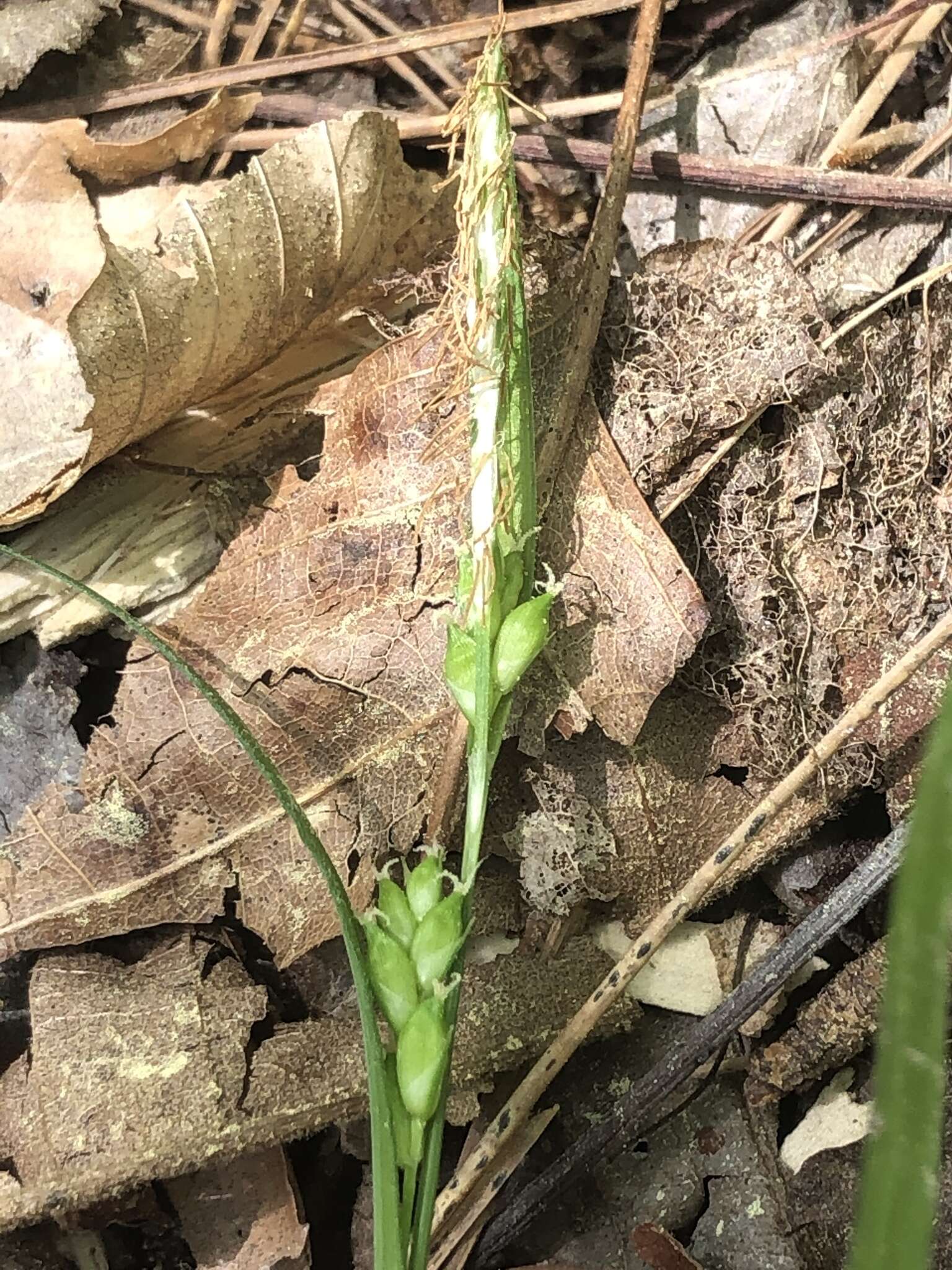 Imagem de Carex amphibola Steud.