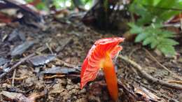 Sivun Hygrocybe occidentalis (Dennis) Pegler 1978 kuva