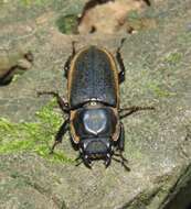 Pycnosiphorus lessonii (Buquet 1842)的圖片