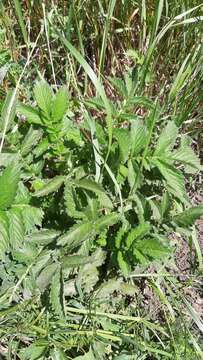 Image of Agrimonia eupatoria subsp. grandis (Andrz. ex Ascherson & Graebner) Bornm.