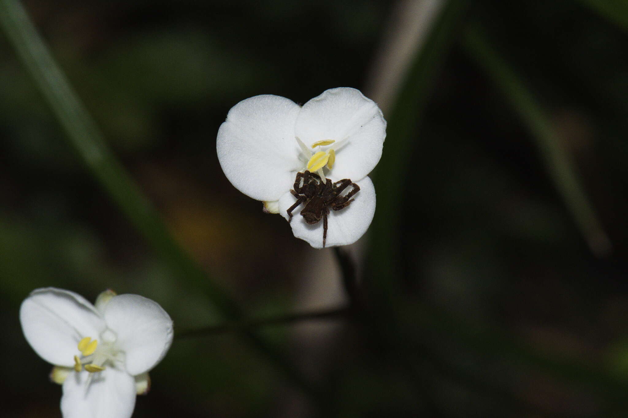 Image de Libertia mooreae Blanchon, B. G. Murray & Braggins