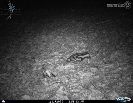 Image of Pygmy Spotted Skunk