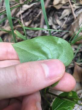 Image of Sarcopetalum harveyanum F. Müll.