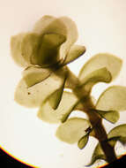 Image of Scapania irrigua subsp. irrigua (Nees) Nees