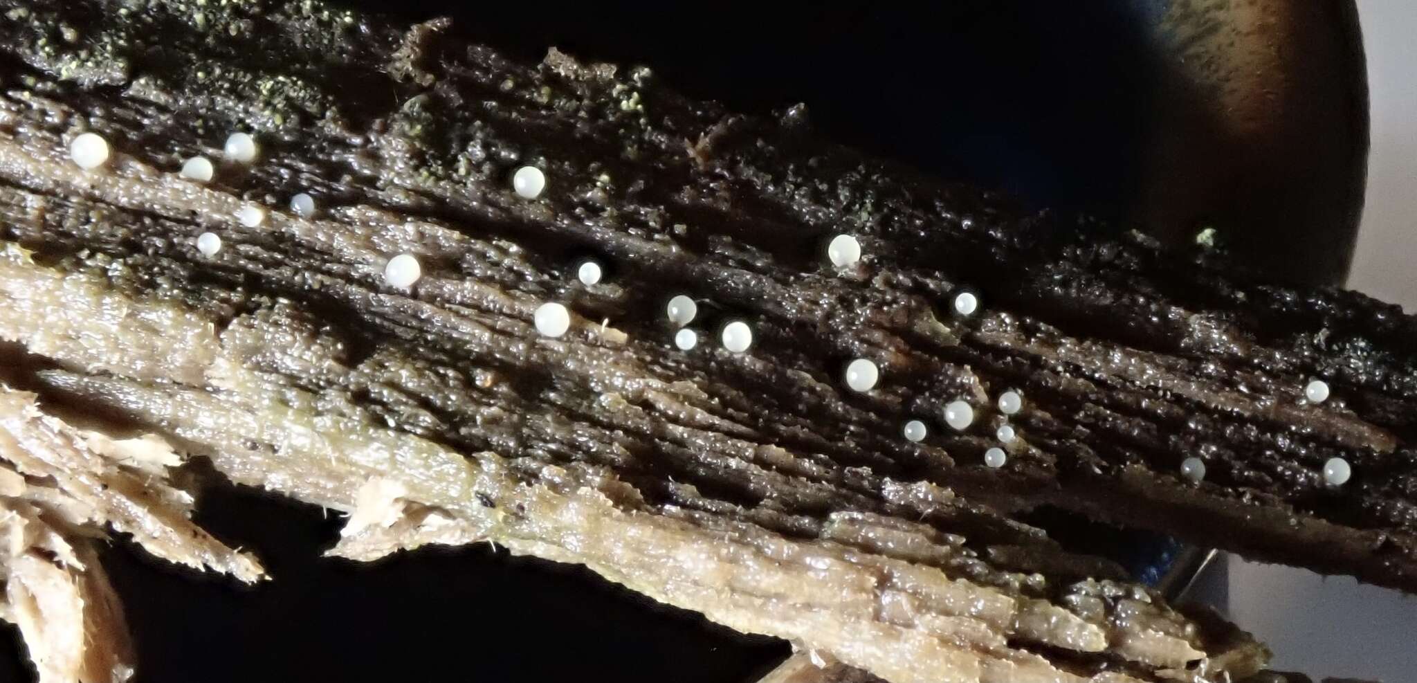Image of Enerthenema papillatum