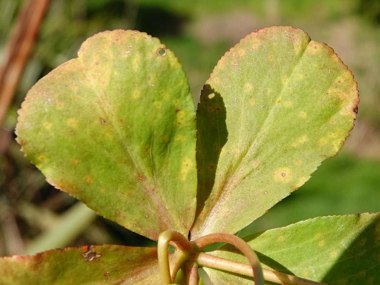 صورة Melampsora euphorbiae (Ficinus & C. Schub.) Castagne 1843