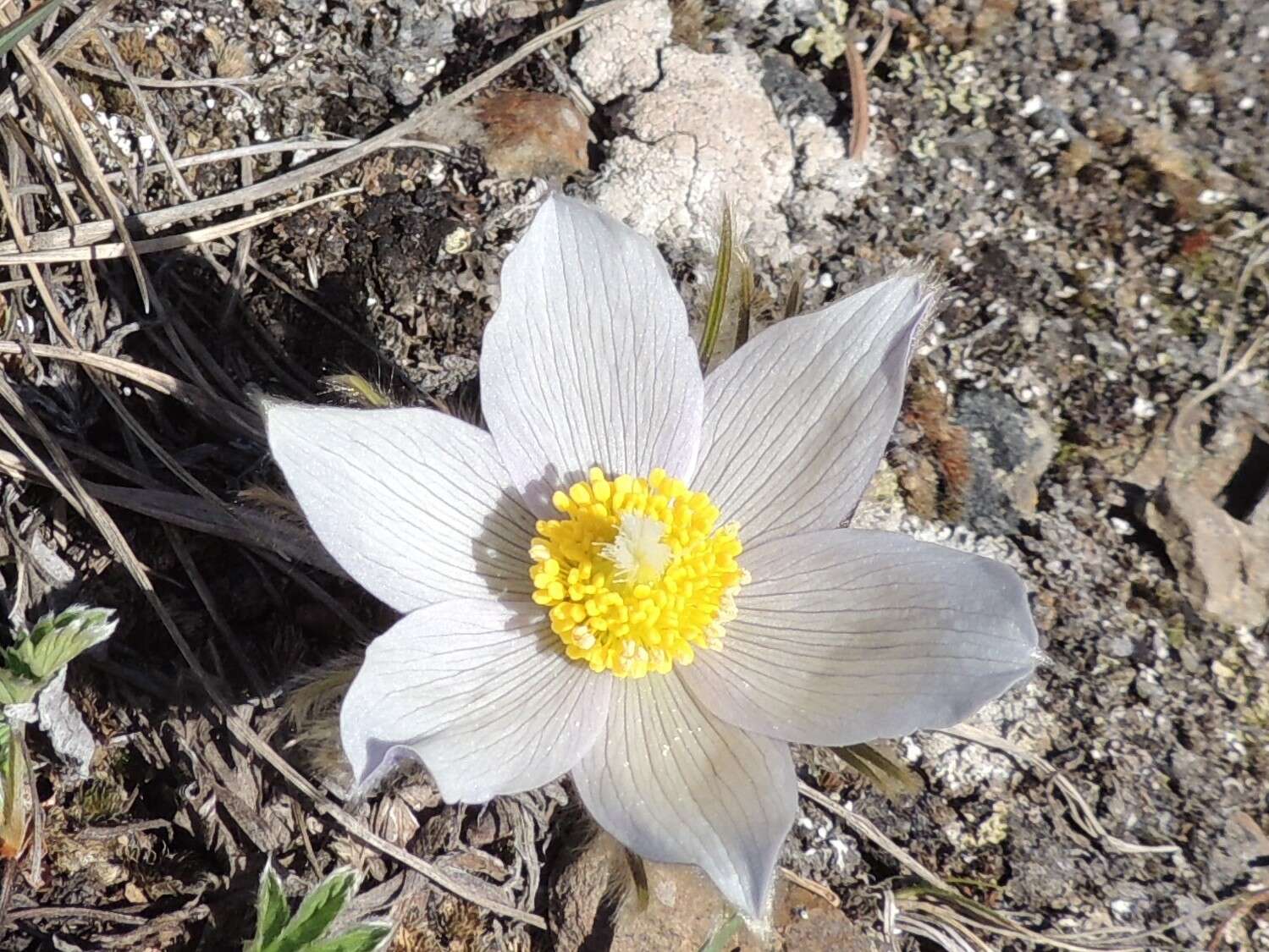 Image of Pulsatilla patens subsp. nuttalliana (DC.) Grey-Wilson