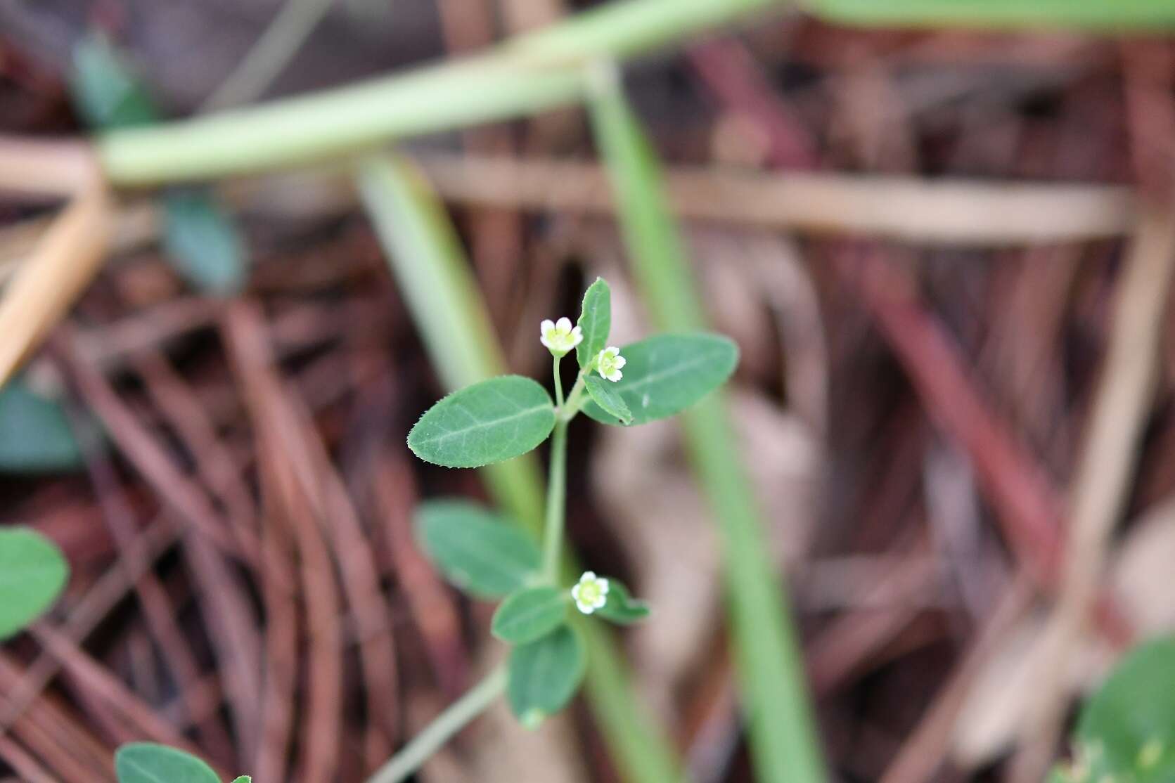 Image of Huachuca Mountain spurge