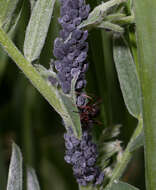 Image of Aphis (Aphis) craccae Linnaeus 1758