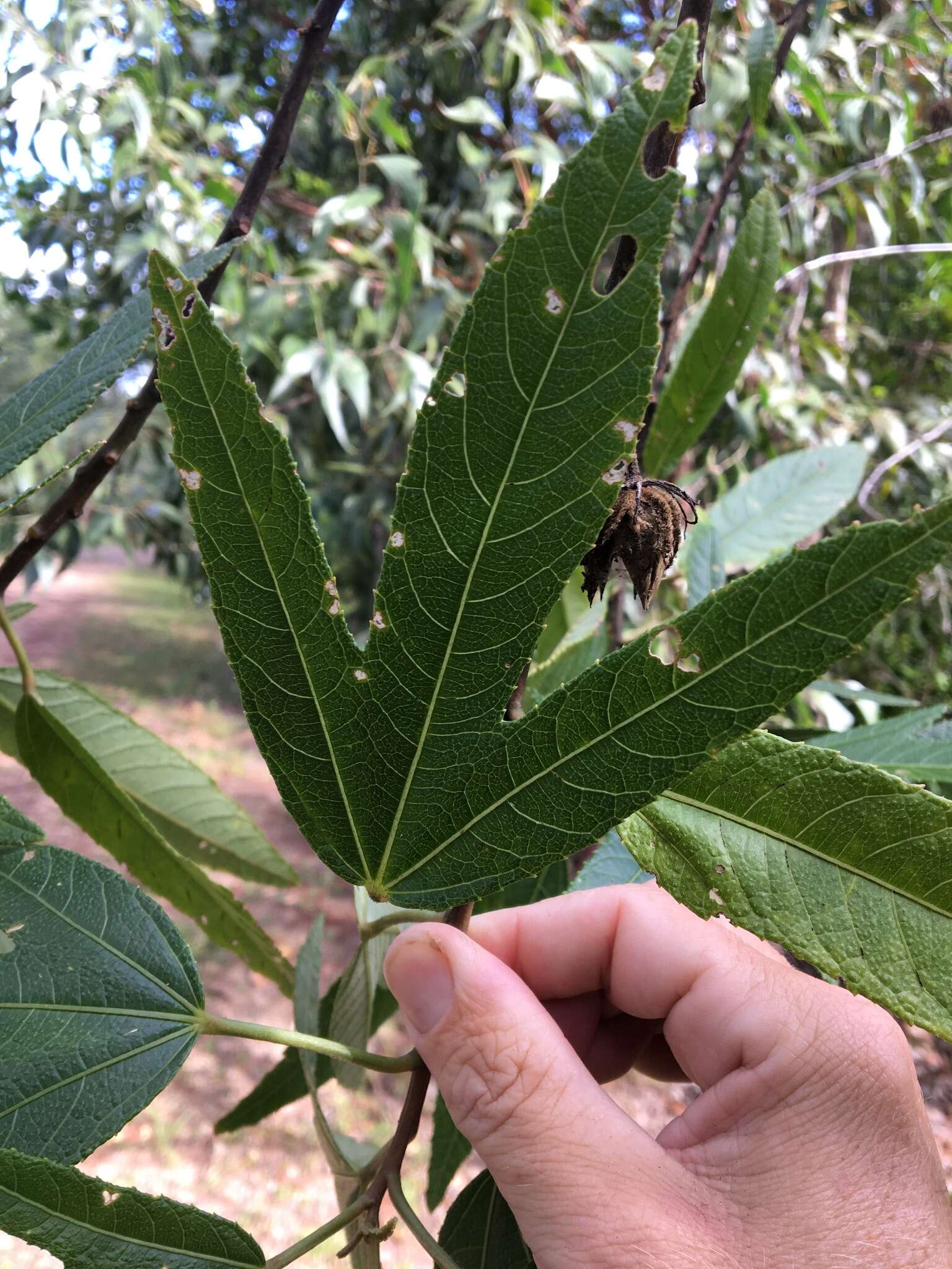 Image of Hibiscus heterophyllus Vent.