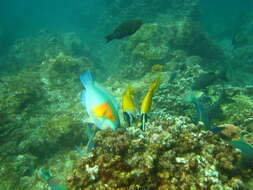 Image of Bower's Parrotfish