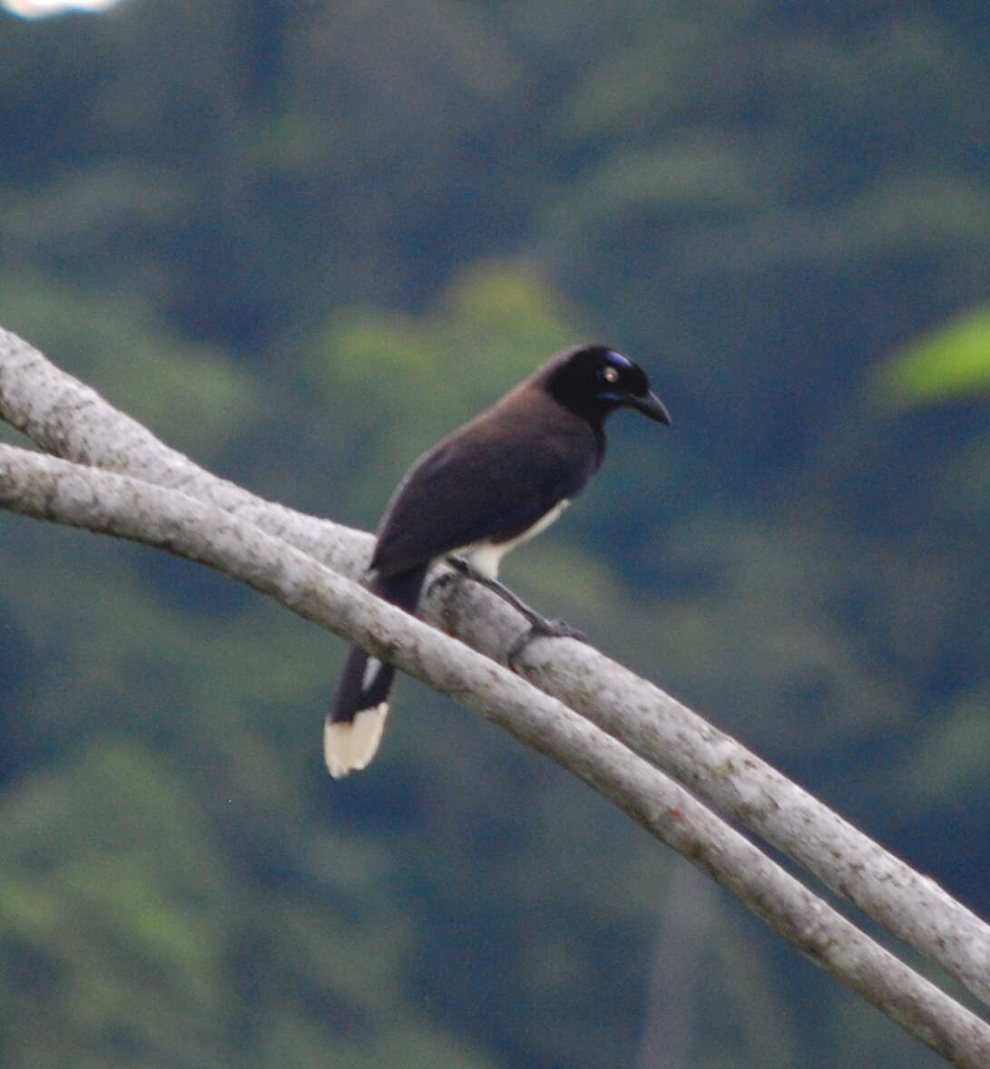 Image of Cyanocorax affinis affinis Pelzeln 1856