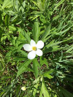 Image of Canadian anemone