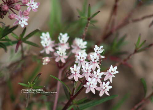 Image of Arizona milkweed