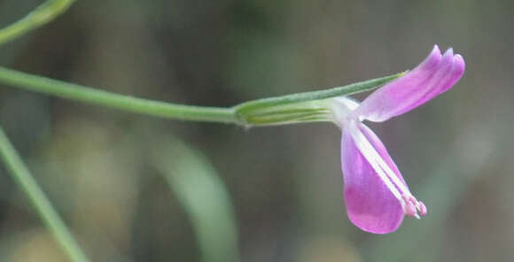 Image of Dicliptera paniculata (Forssk.) I. Darbysh.