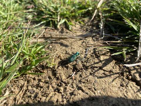 Слика од Cicindela (Cicindela) ohlone Freitag & Kavanaugh 1993