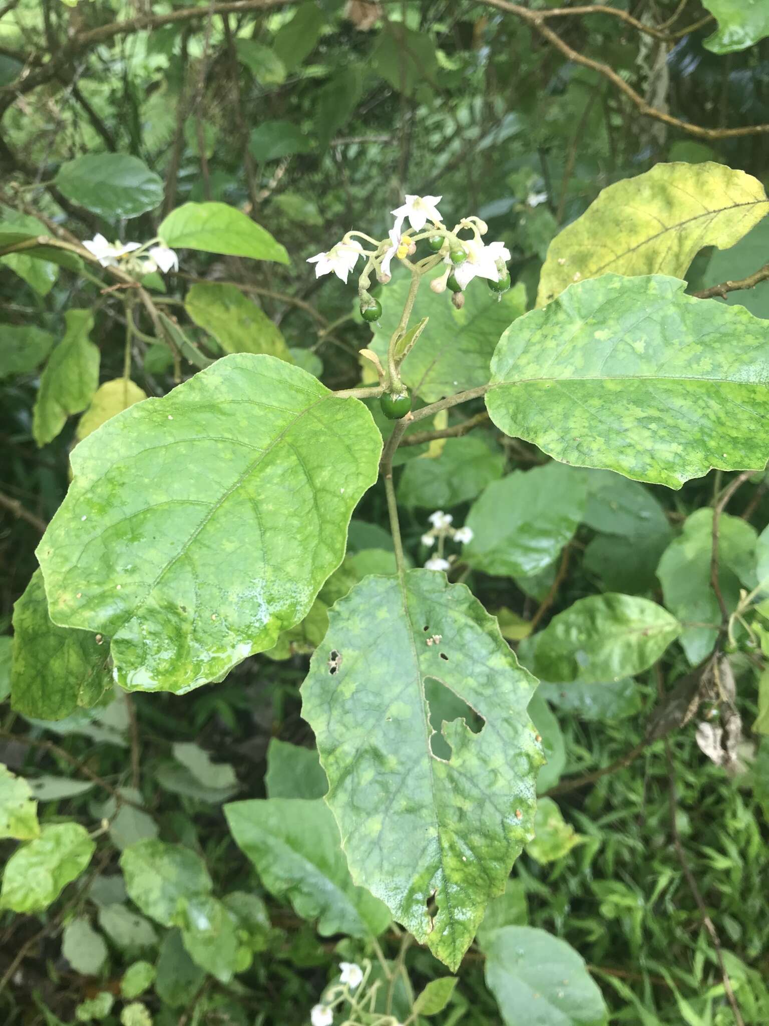 Image of Hawai'i horsenettle