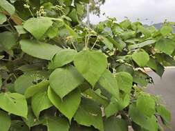 Image de Macaranga involucrata Baill.