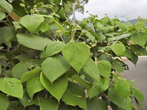 Image of Macaranga involucrata Baill.