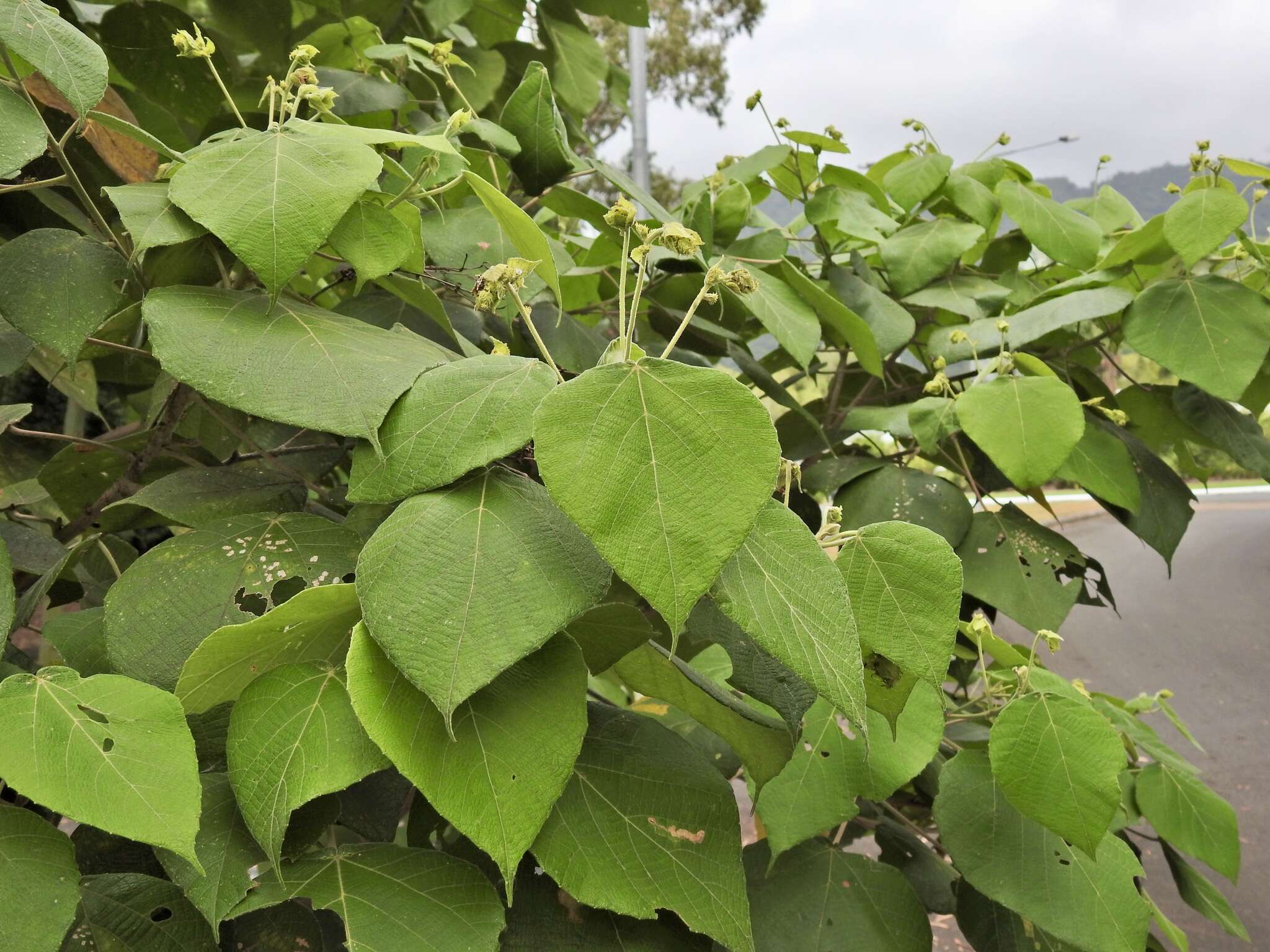 Image de Macaranga involucrata Baill.