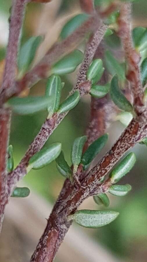 Image of Cryptandra propinqua A. Cunn. ex Fenzl