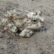 Tomopterna cryptotis (Boulenger 1907) resmi