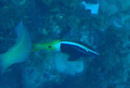 Image of Bicolor goatfish