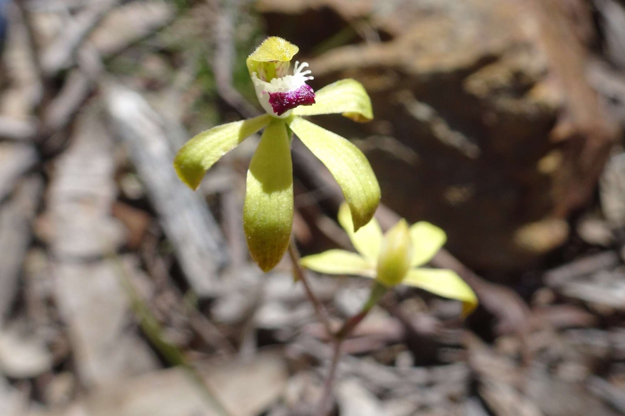 Image of Caladenia testacea var. hildae (Pescott & Nicholls) Nicholls