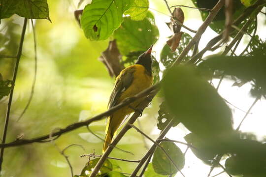 Image of Western Black-headed Oriole