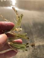 Image of Florida Keys Sea-Grass