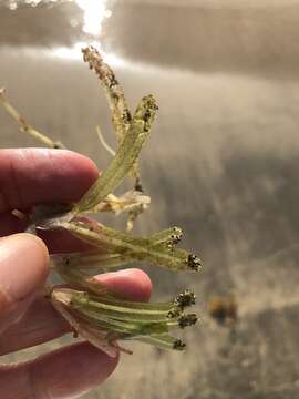 Image of Florida Keys Sea-Grass