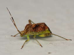 Image of Australian Crop Mirid