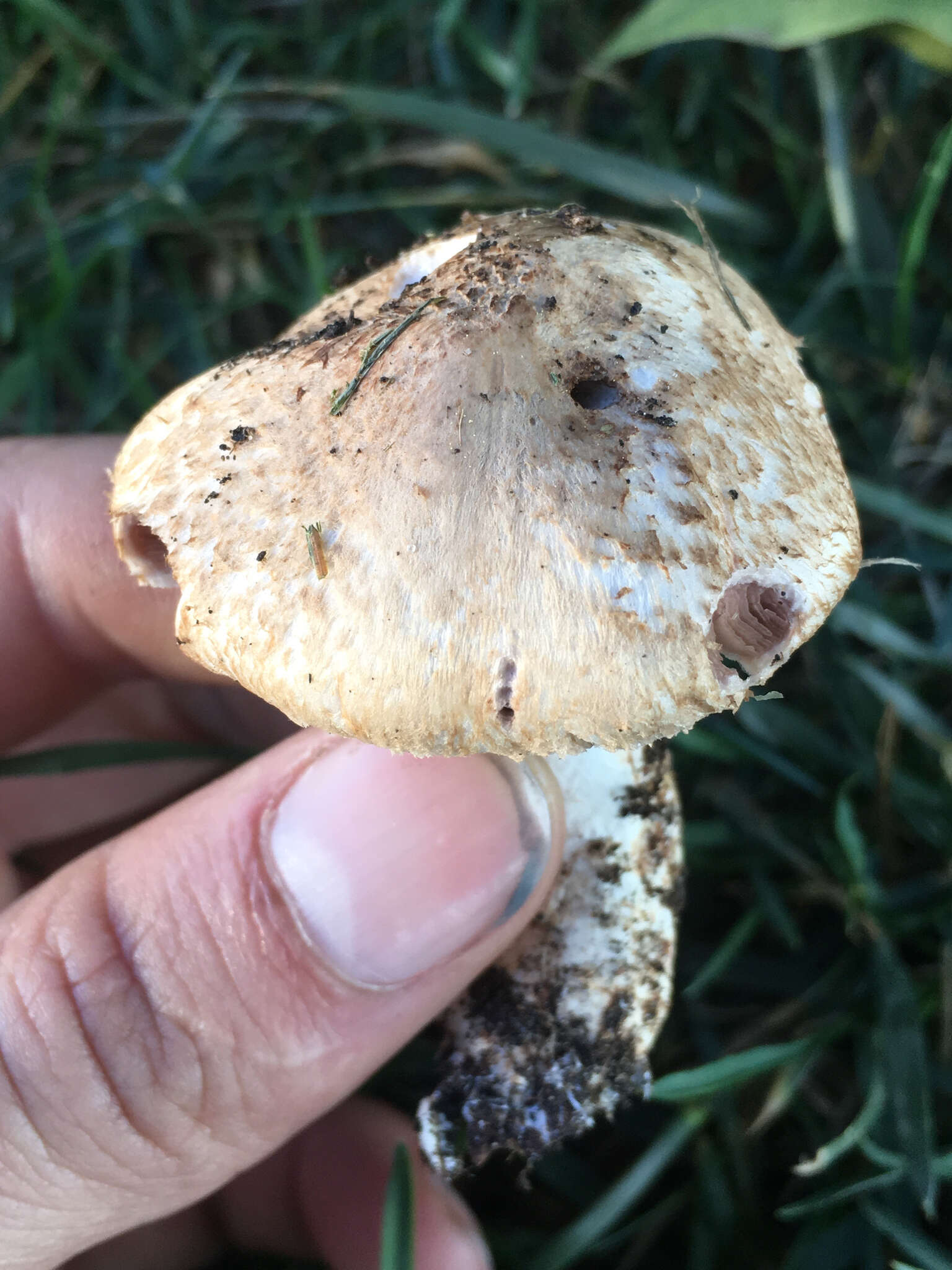 Image of Agaricus fuscovelatus Kerrigan 1985