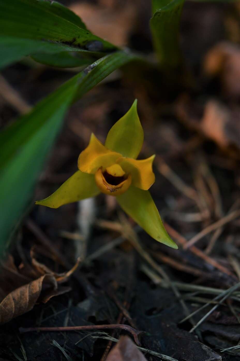 Imagem de Lycaste cruenta (Lindl.) Lindl.